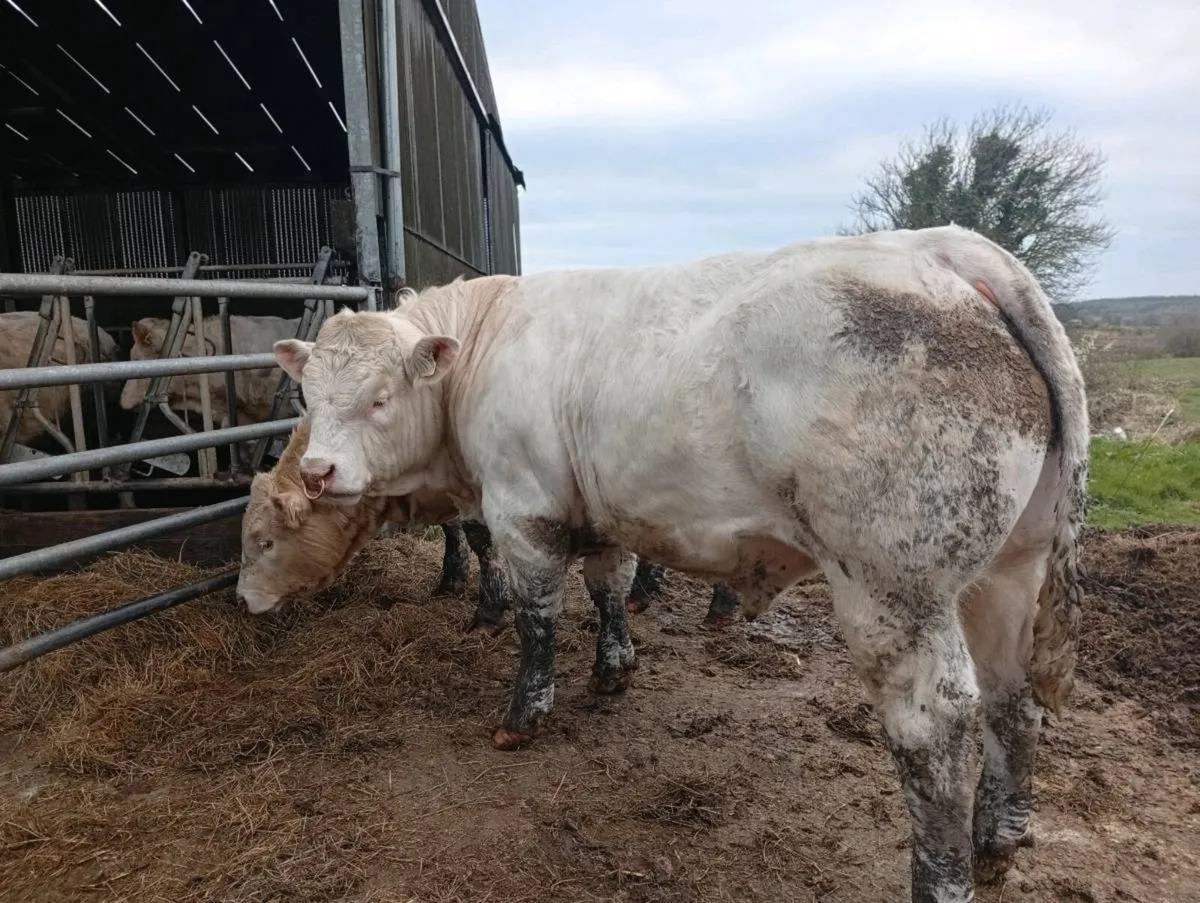 Scardaune Charolais - Image 4