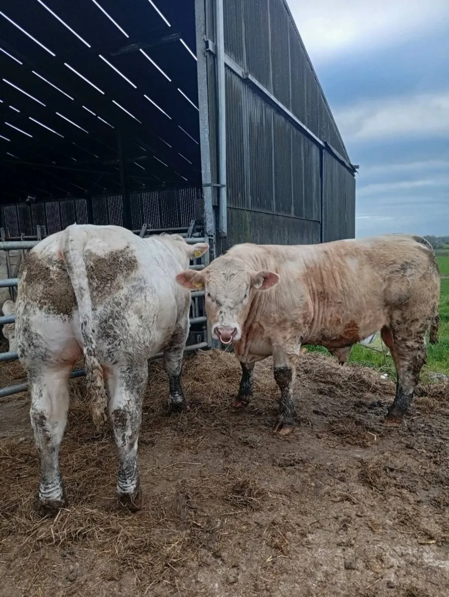 Scardaune Charolais - Image 3