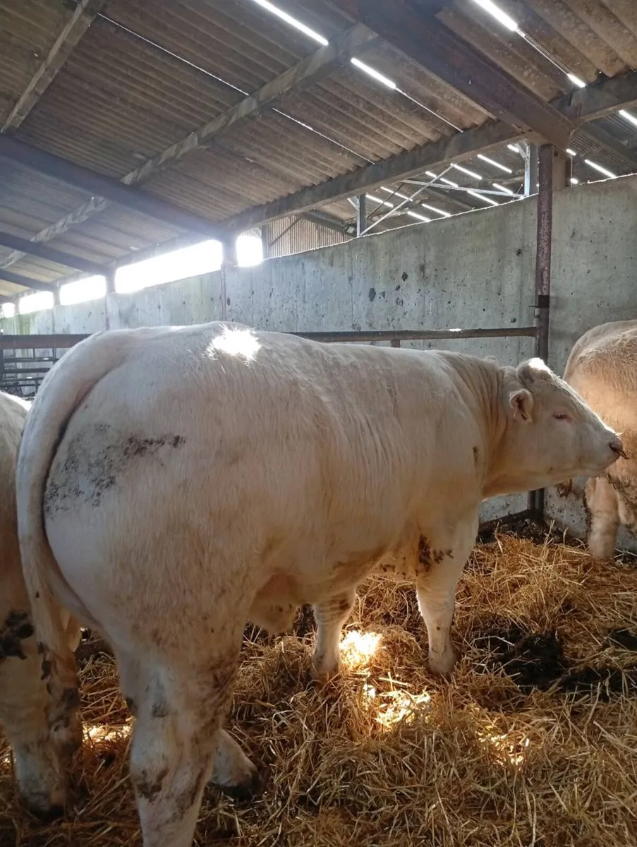 Scardaune Charolais - Image 4