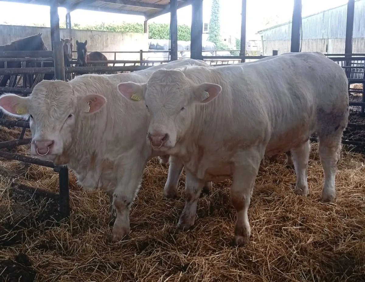 Scardaune Charolais - Image 1