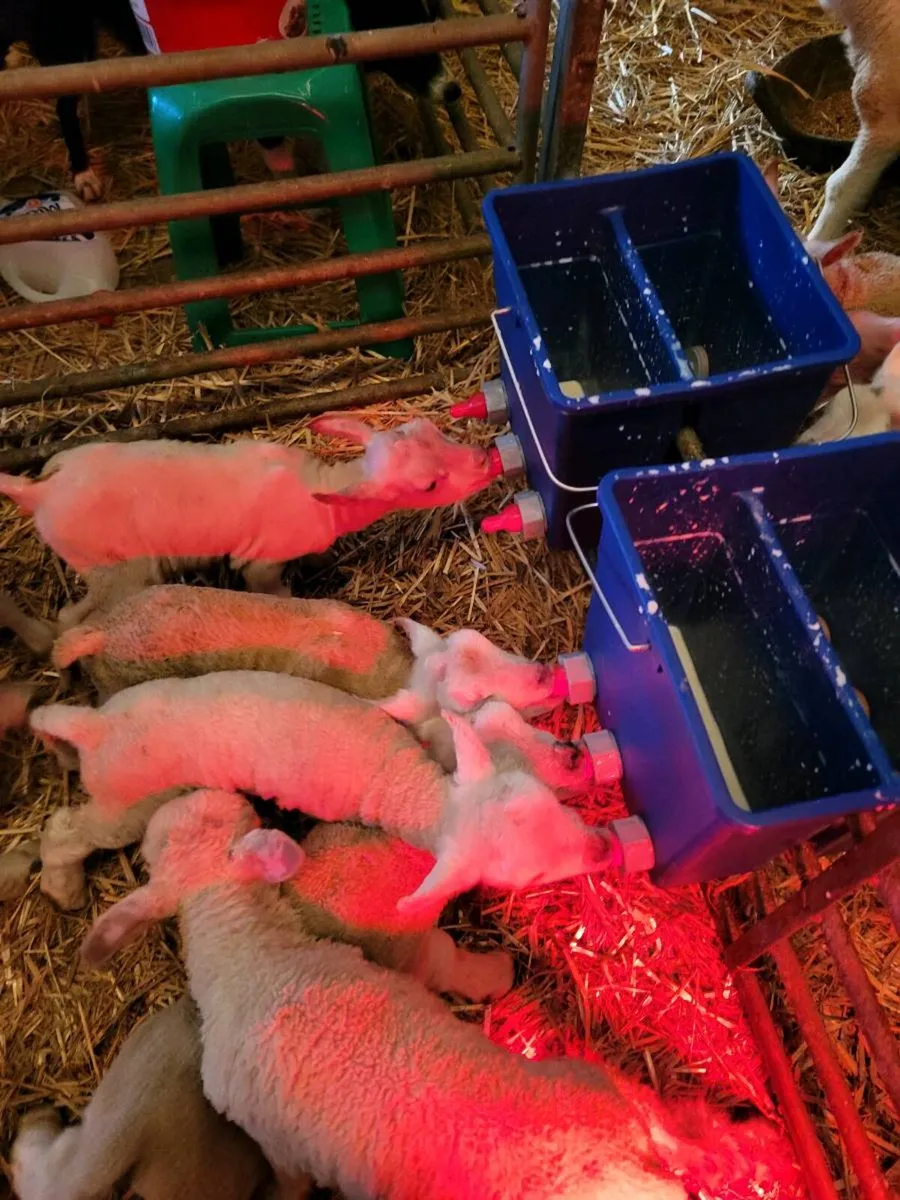 Pet lambs - Image 1