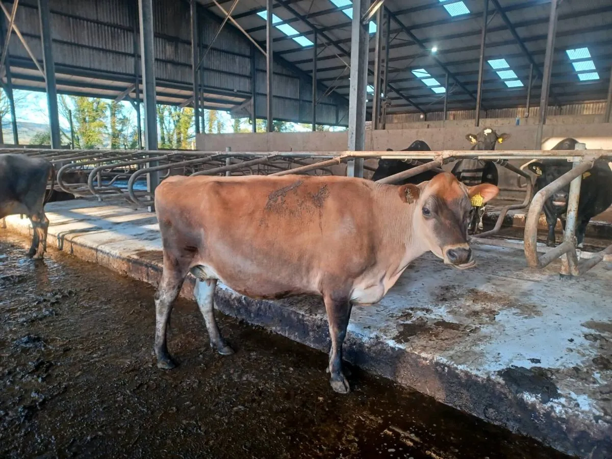 Jersey cows - Image 1