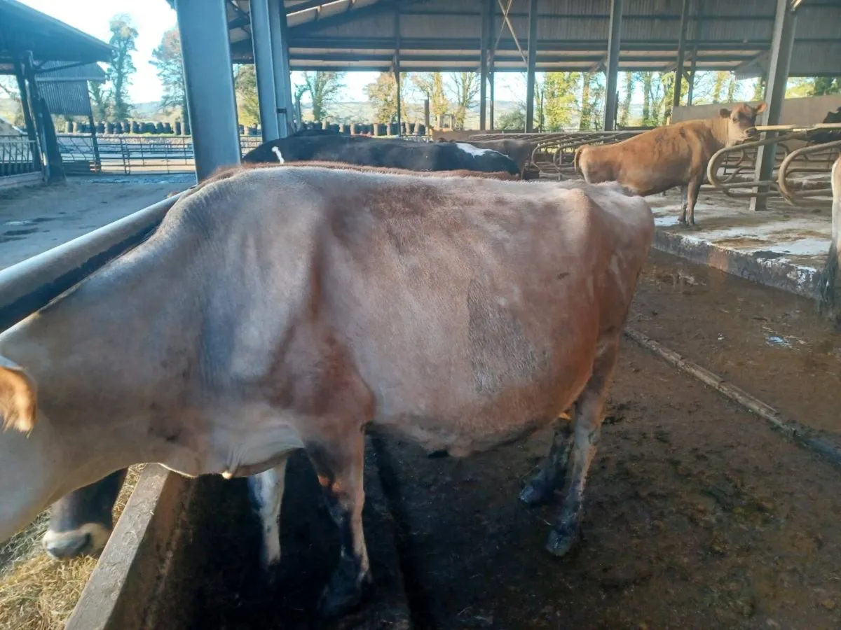 Jersey cows - Image 2