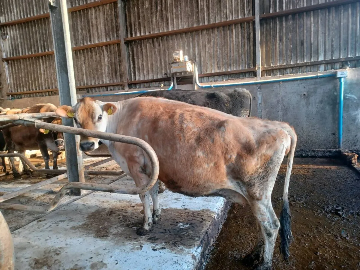 Jersey cows - Image 4