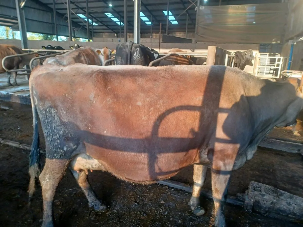 Jersey cows - Image 3