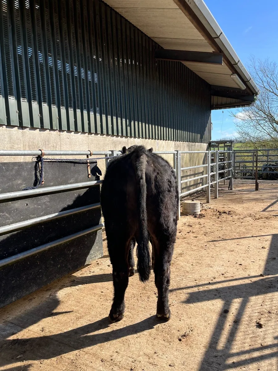 Pedigree Aberdeen Angus Bull - Image 2