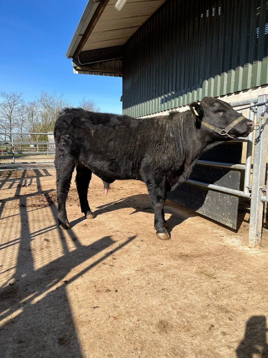 Pedigree Aberdeen Angus Bull - Image 3