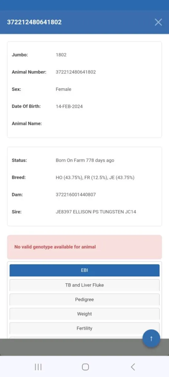 Two incalf heifers - Image 3