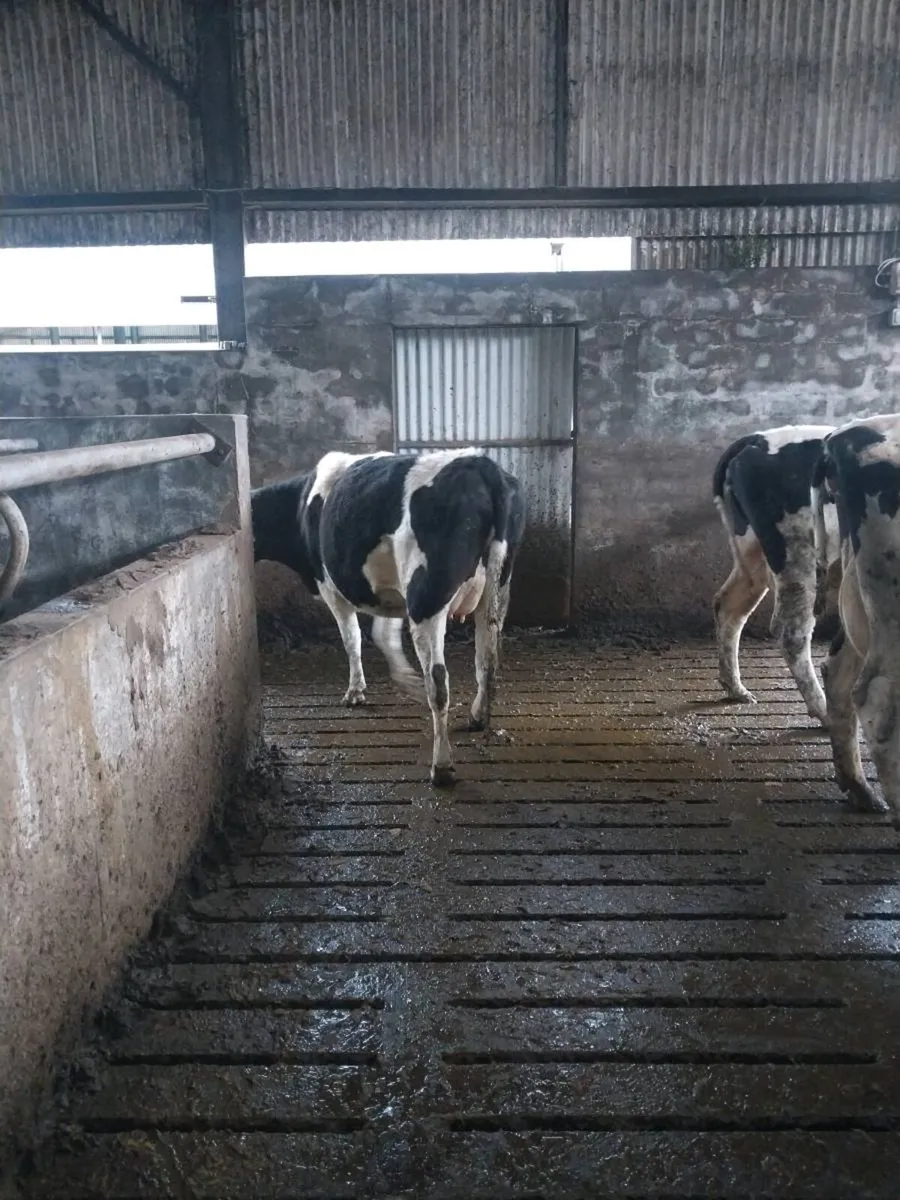 Two incalf heifers - Image 4