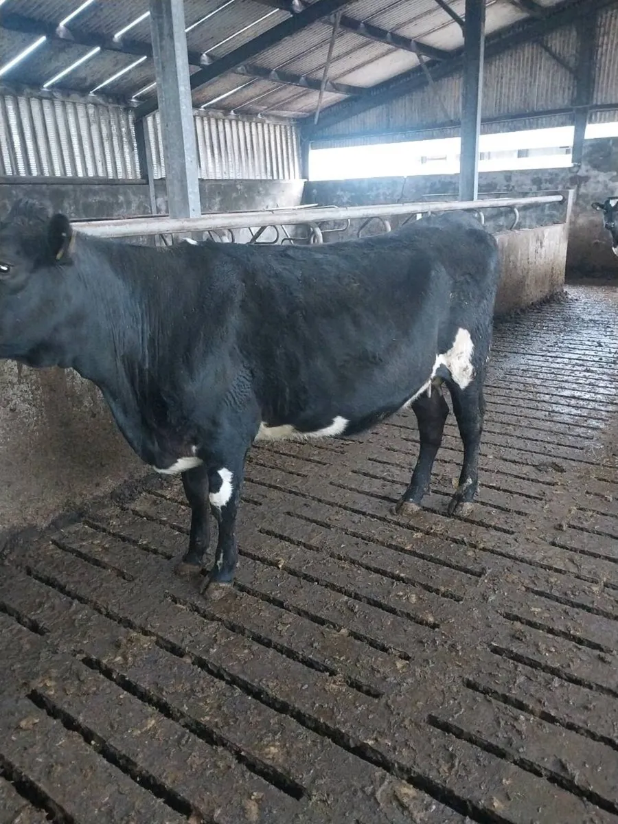 Two incalf heifers - Image 1