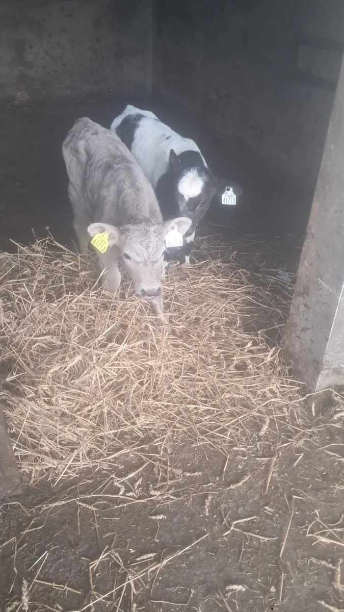 Charolais and Belgium blue bull calves - Image 1