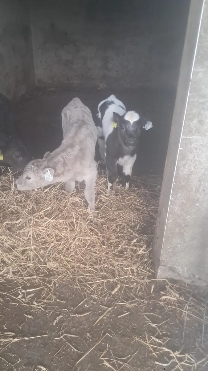 Charolais and Belgium blue bull calves - Image 4