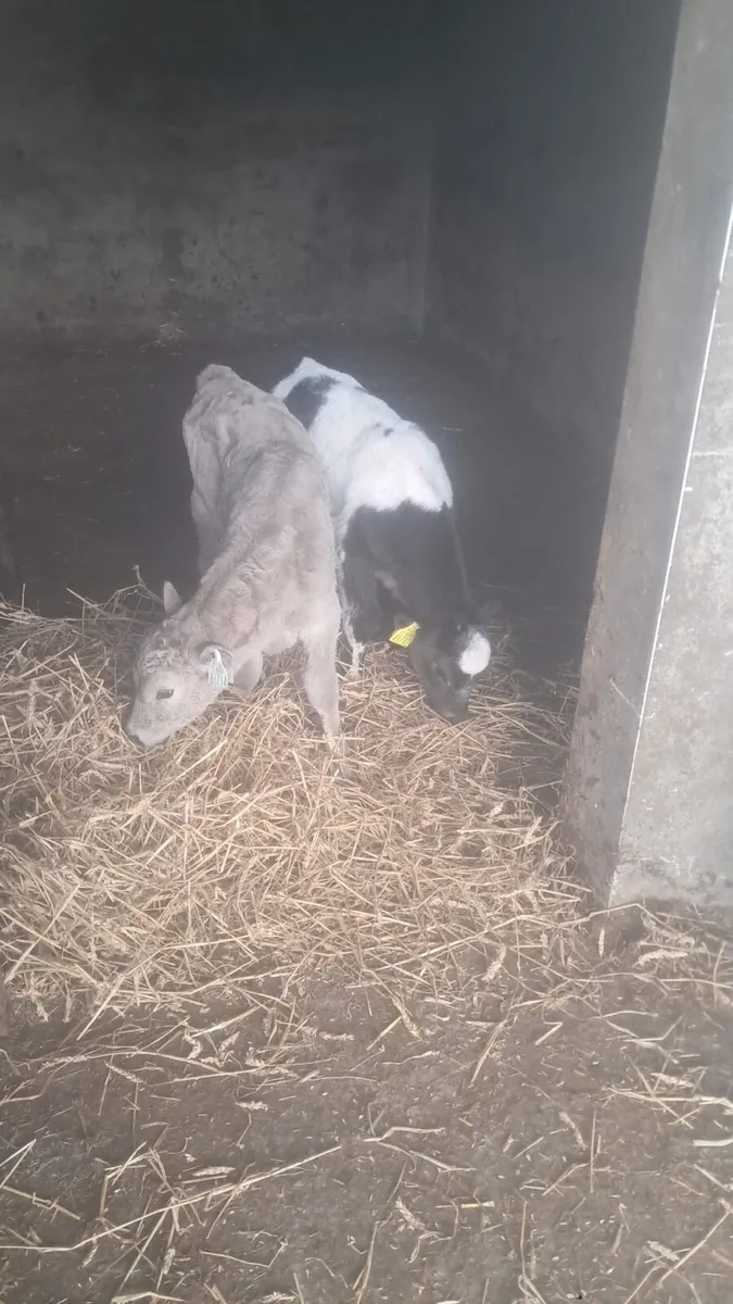 Charolais and Belgium blue bull calves - Image 2
