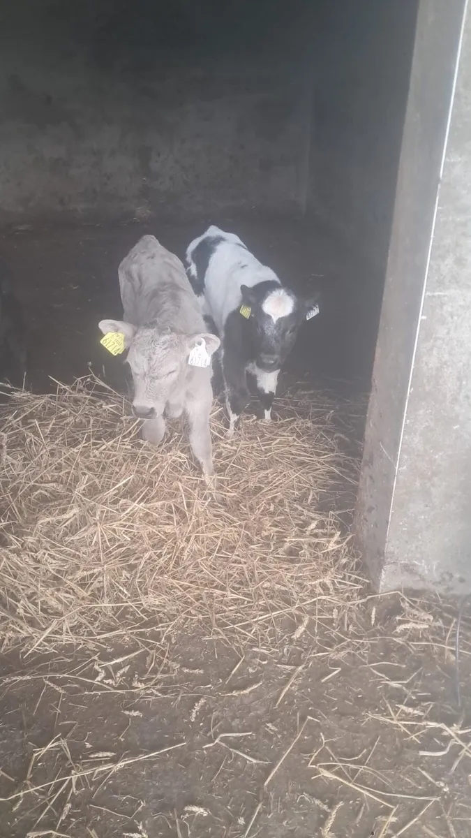 Charolais and Belgium blue bull calves - Image 3