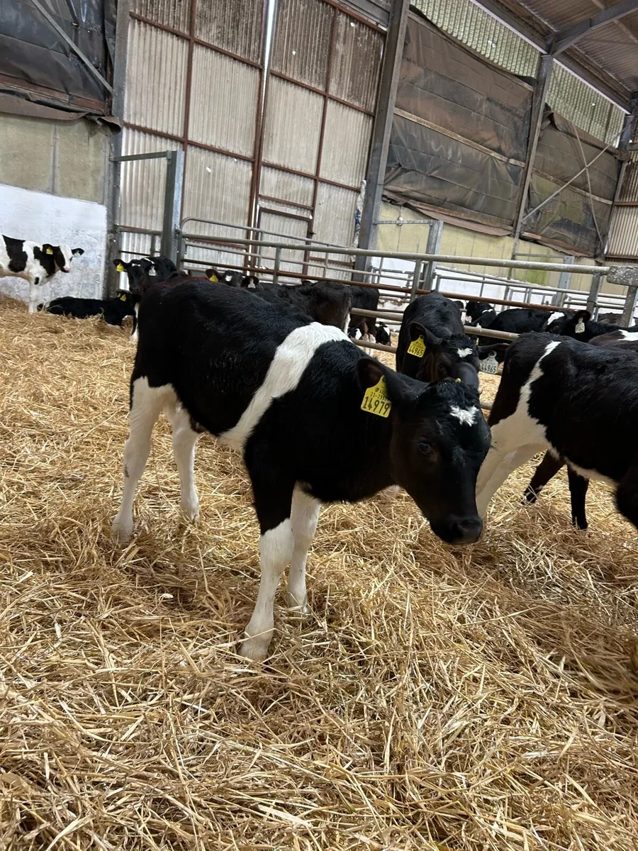 Heifer calves - Image 1