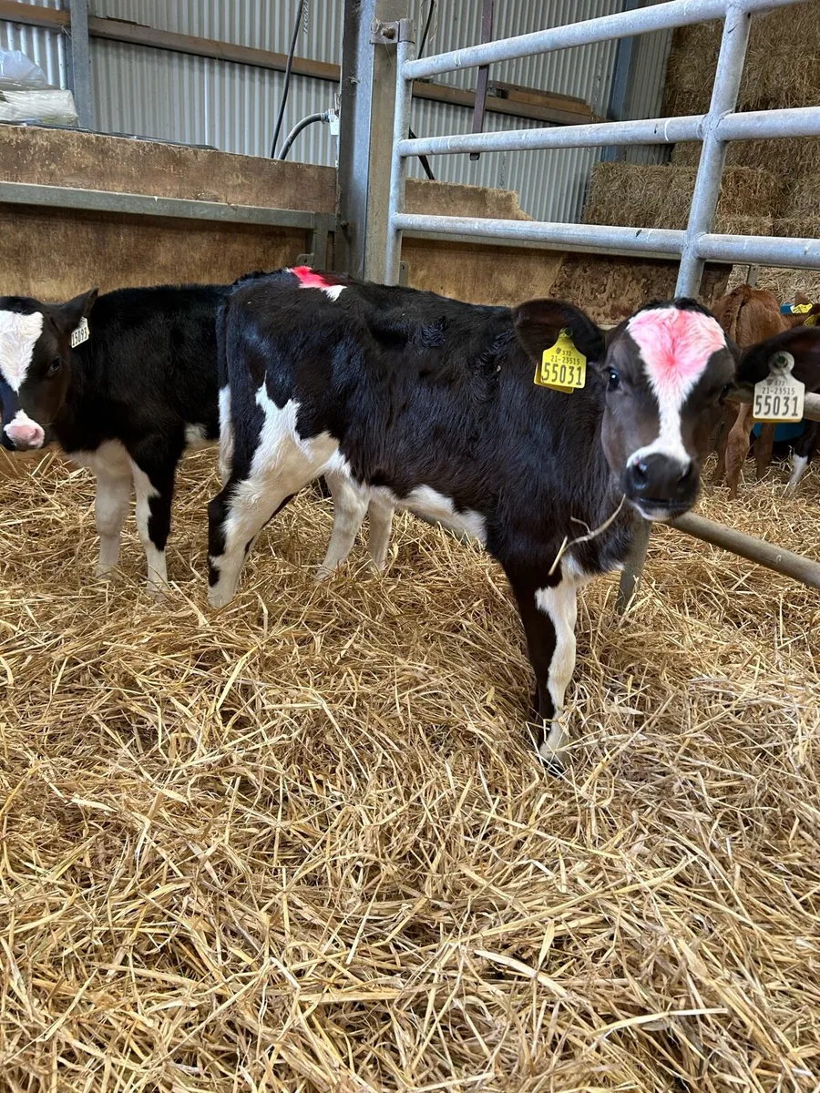 Heifer calves - Image 3