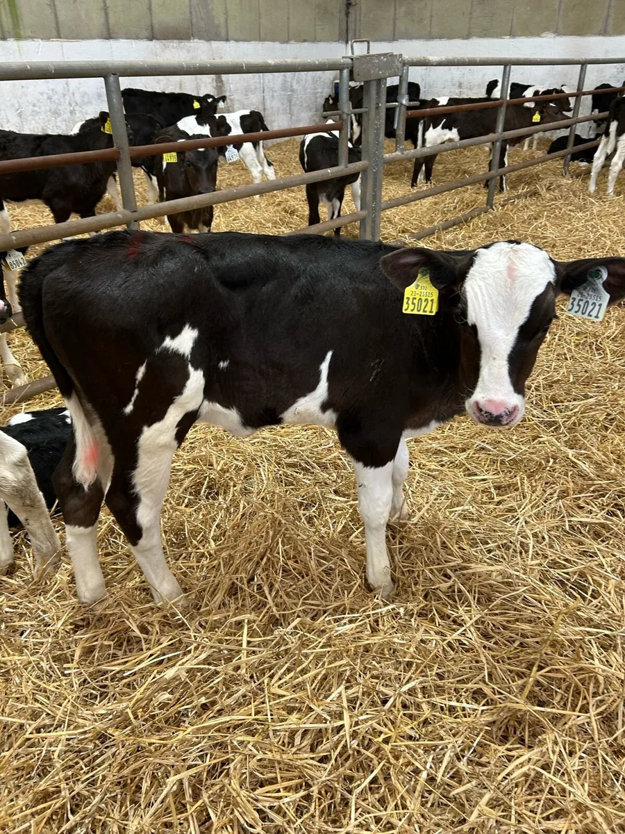 Heifer calves - Image 2