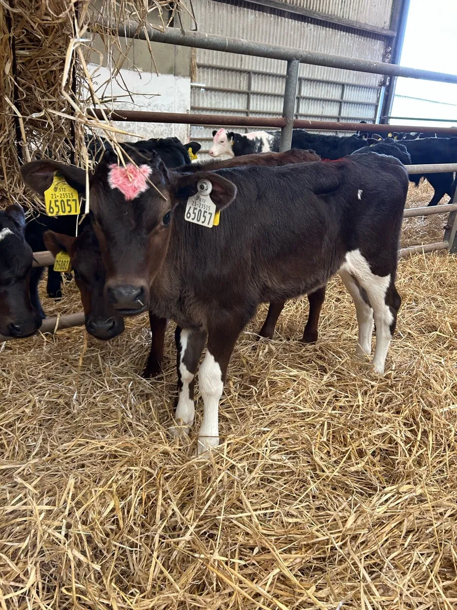 Heifer calves - Image 4