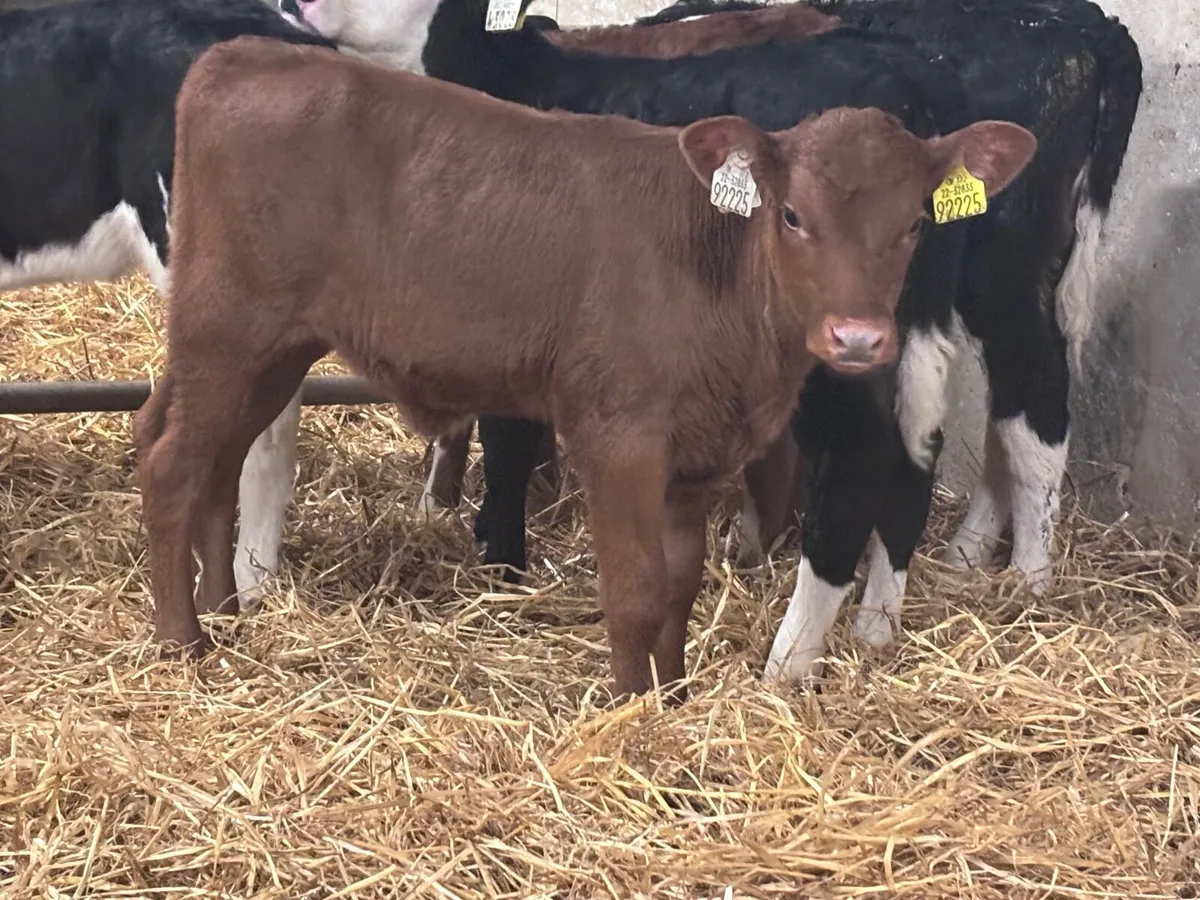 8 heifer calves for sale - Image 3