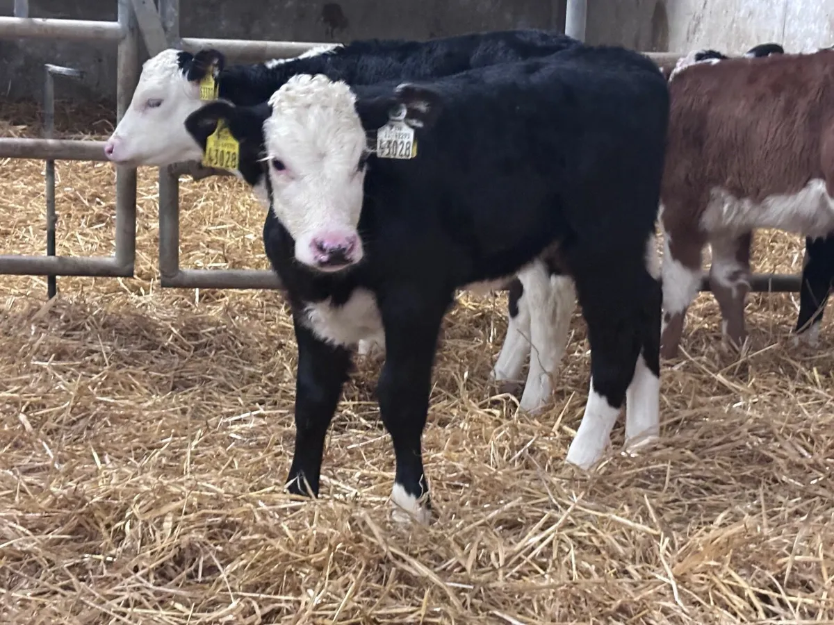8 heifer calves for sale - Image 2