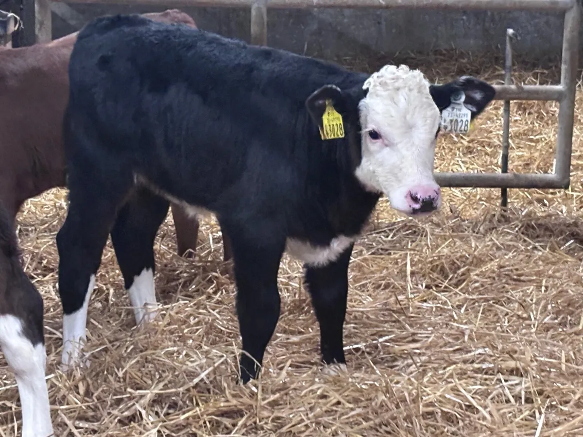 8 heifer calves for sale - Image 1