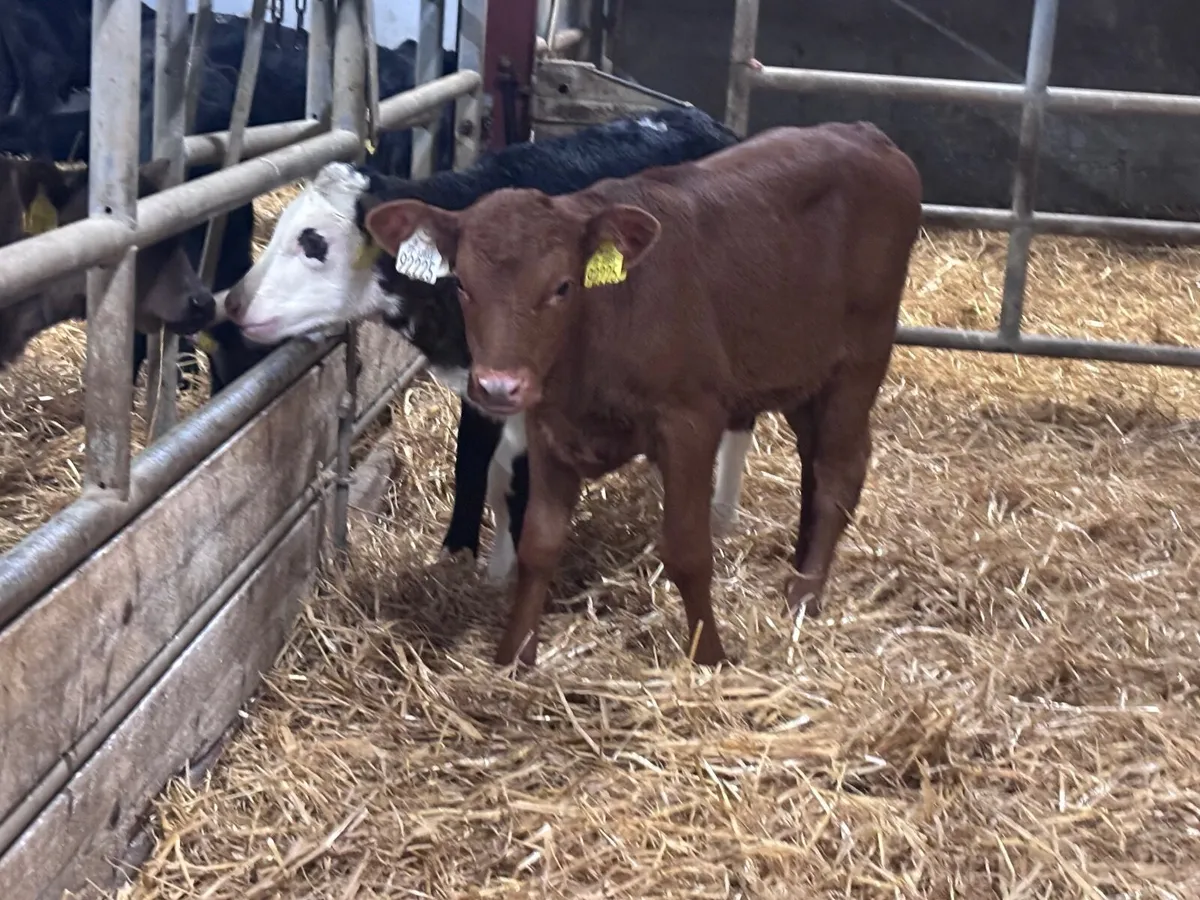 8 heifer calves for sale - Image 4