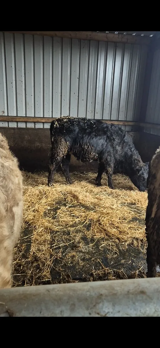 LMX Heifer for sale - Image 1