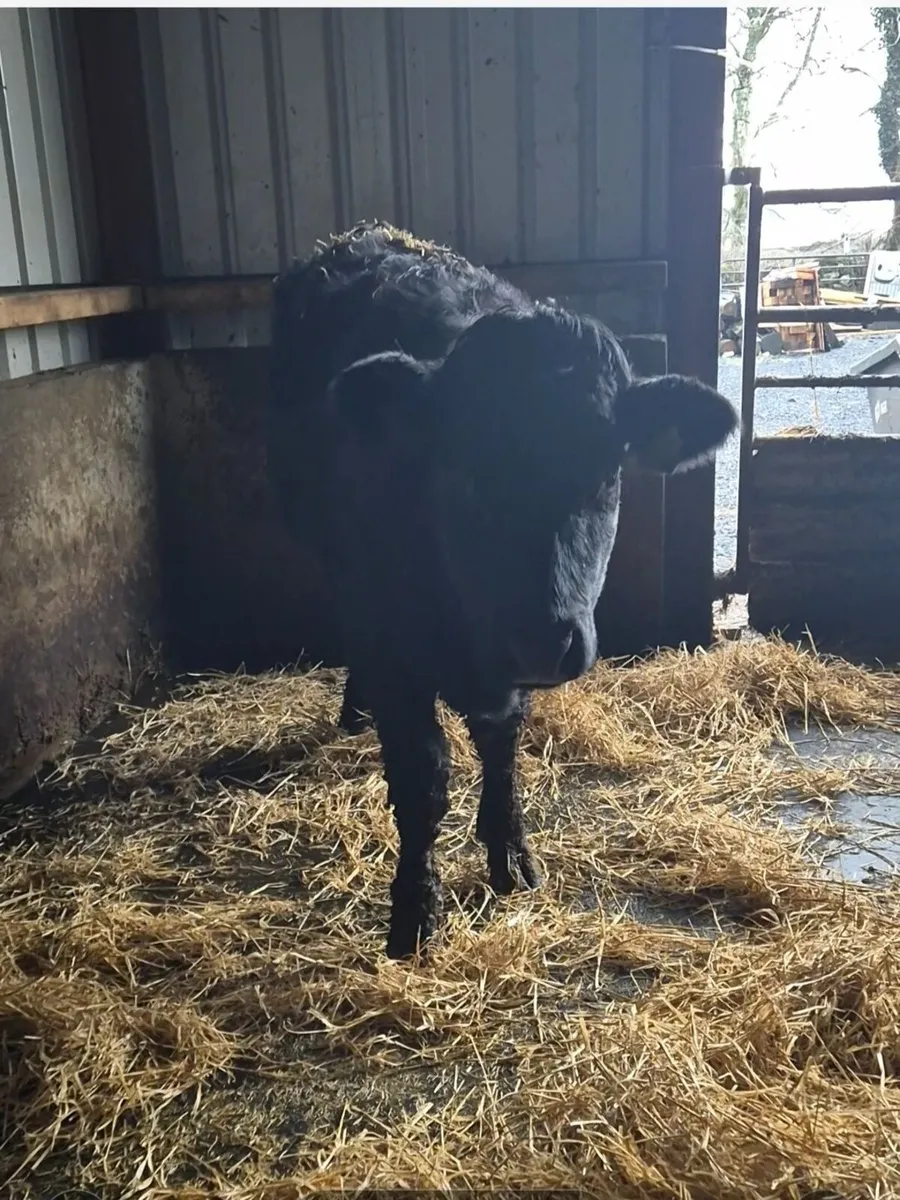 LMX Heifer for sale - Image 2