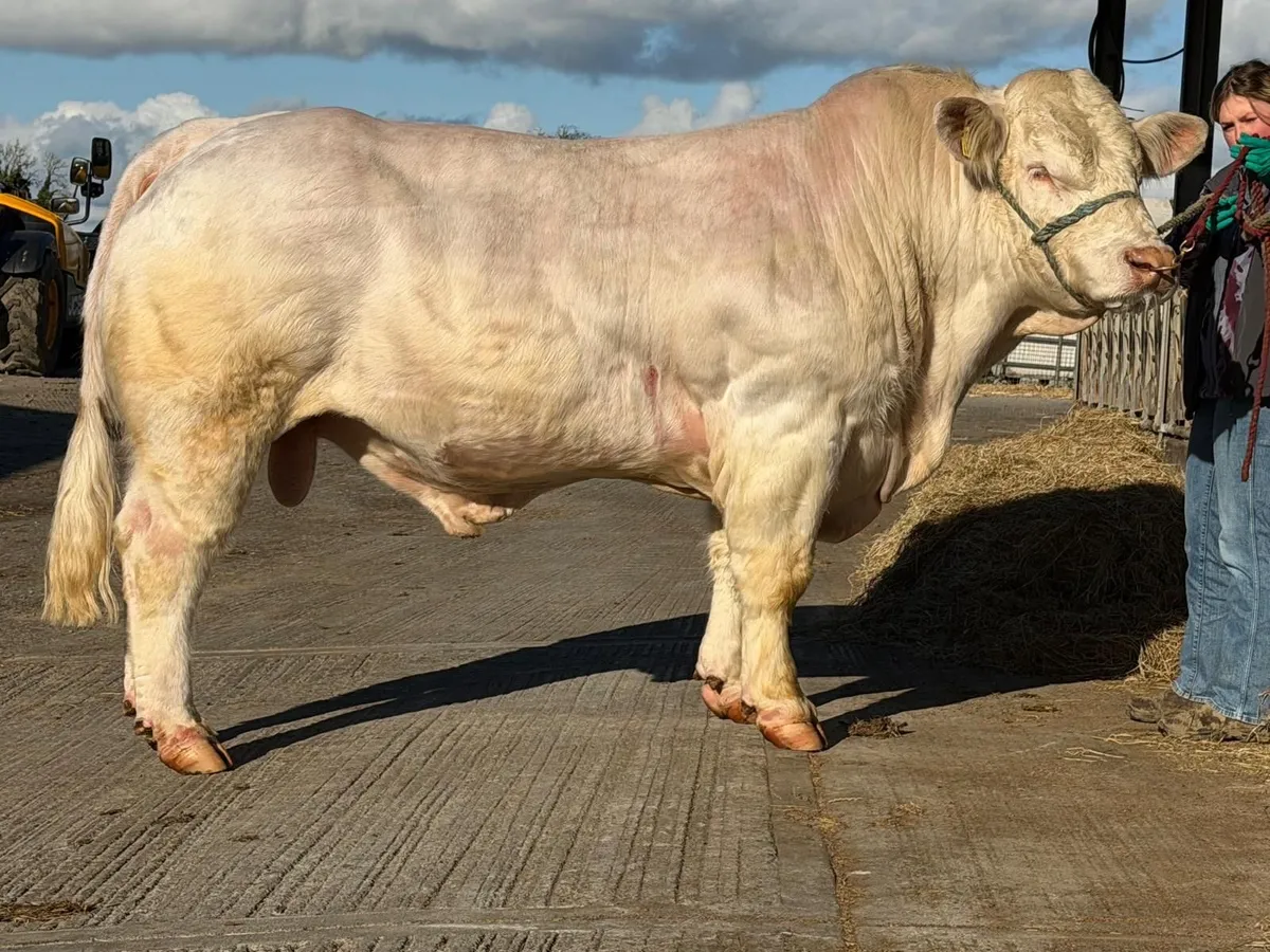 Charolais Bull - Image 1