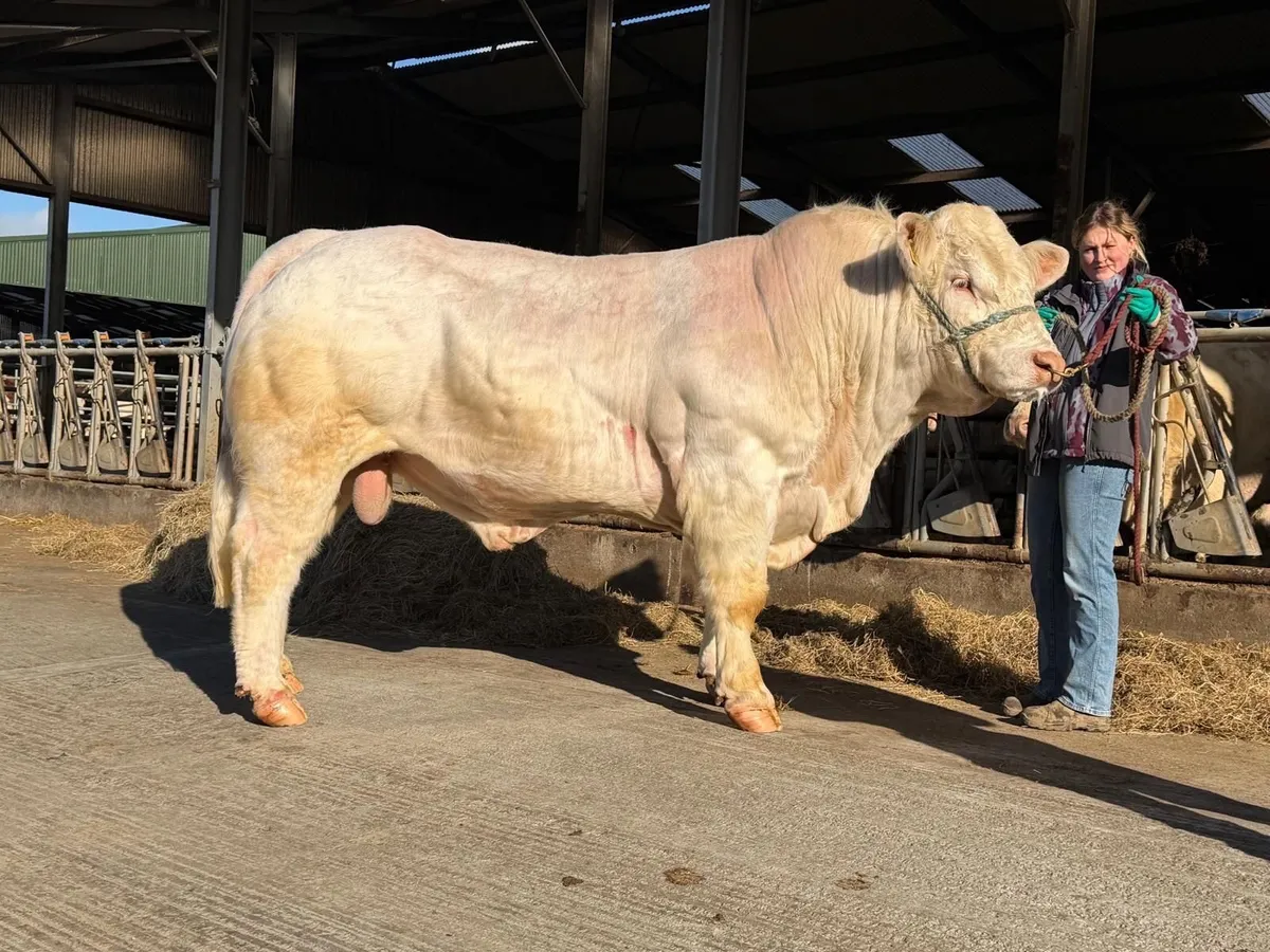 Charolais Bull - Image 2