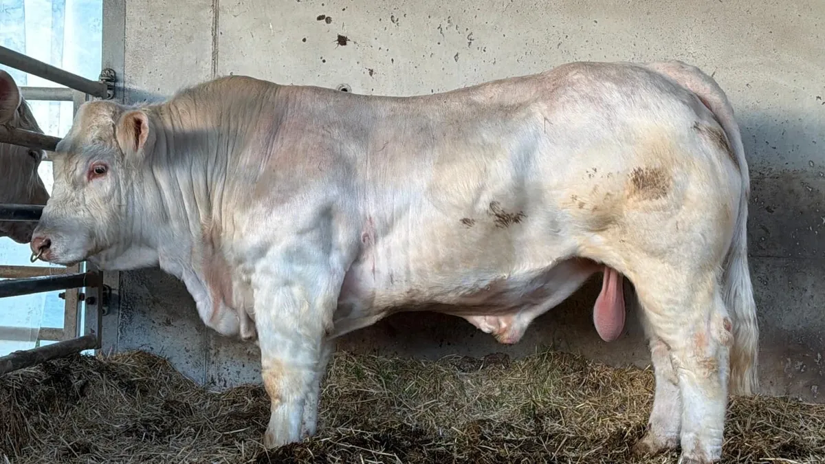 Charolais Bull - Image 3