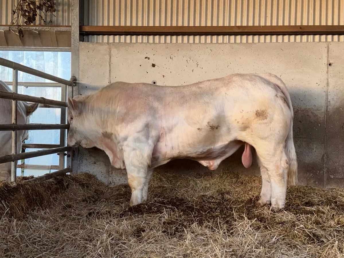 Charolais Bull - Image 4