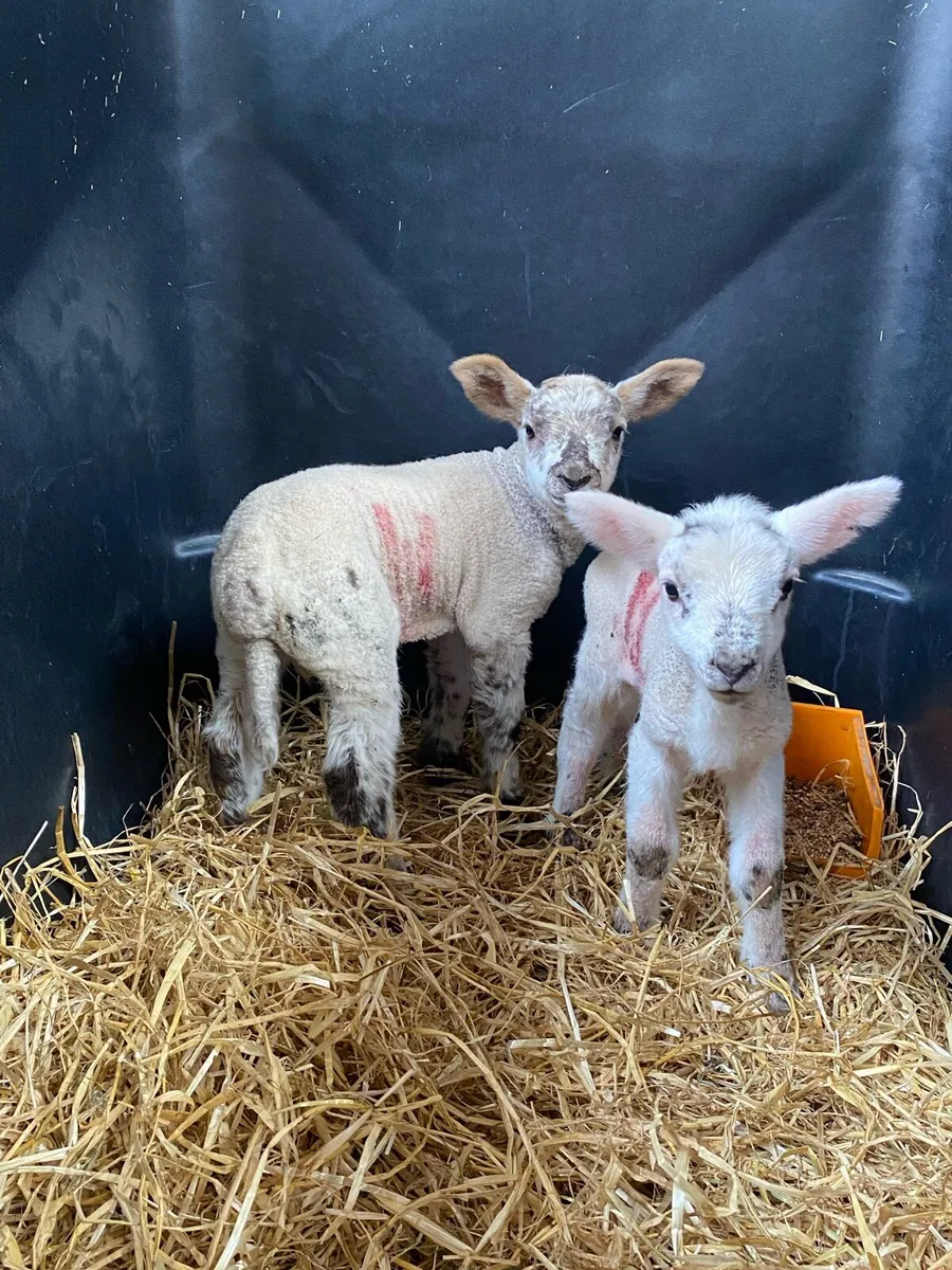 2 pet lambs - Image 2