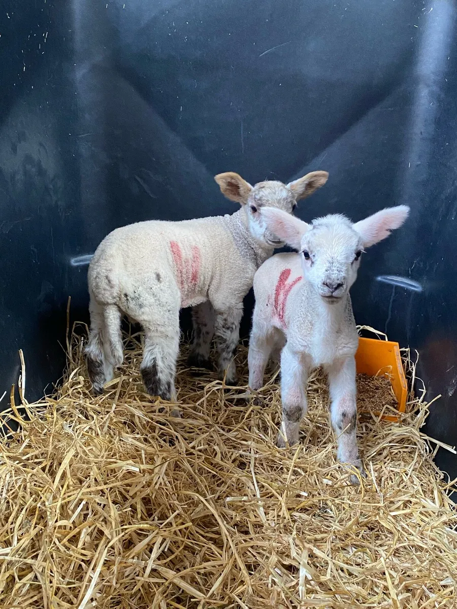 2 pet lambs - Image 1