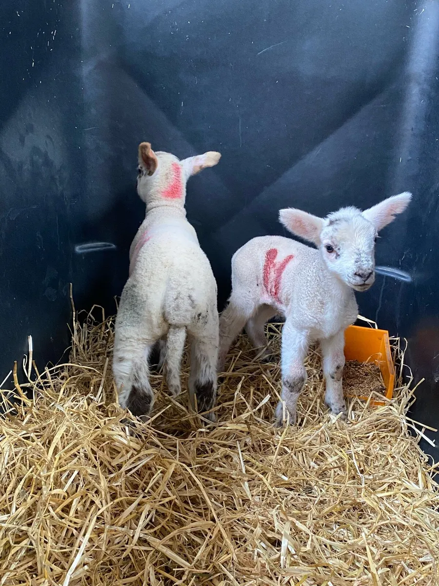 2 pet lambs - Image 3
