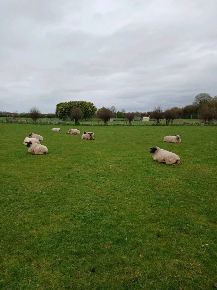 Sheep - Image 1