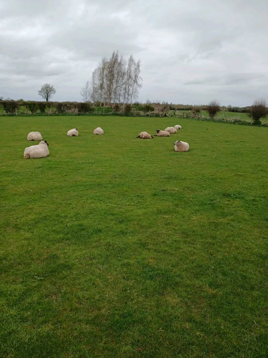 Sheep - Image 2