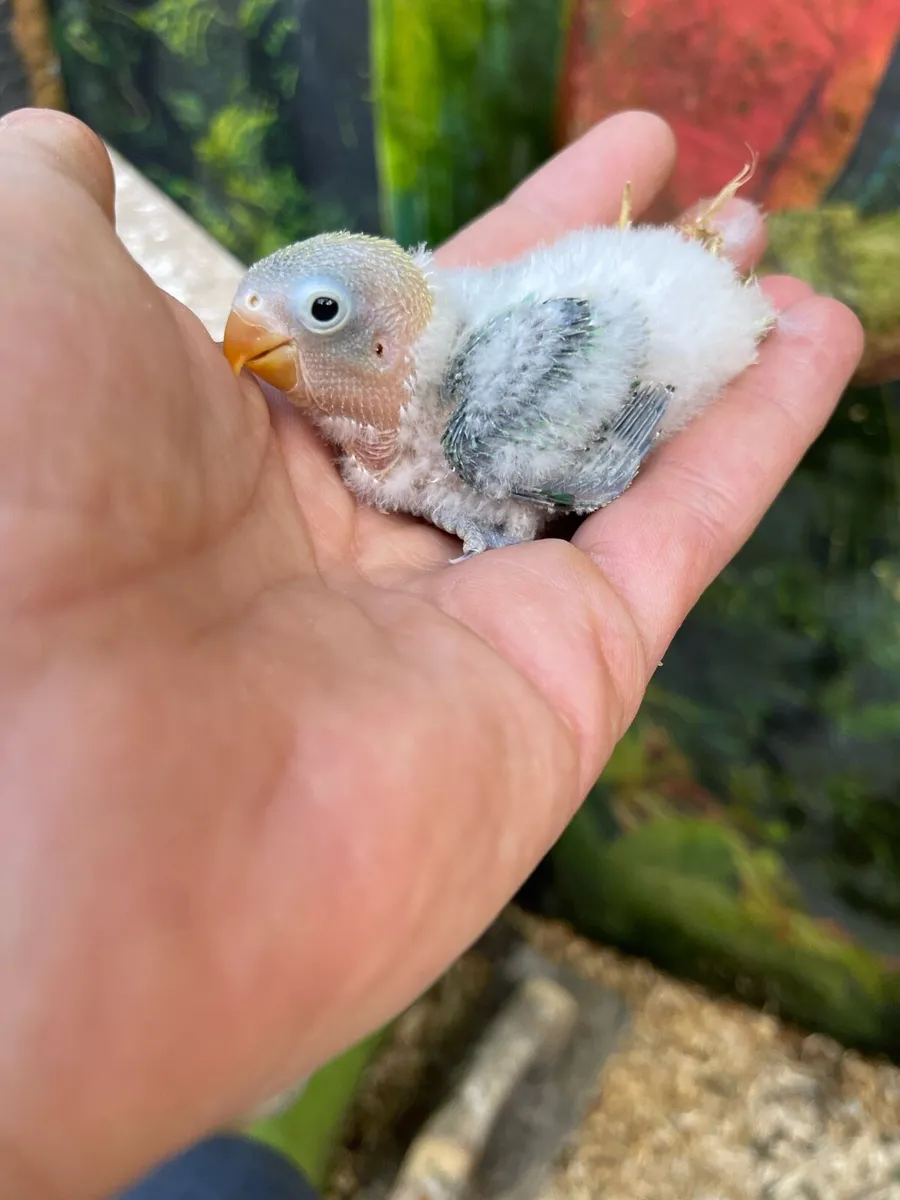 Love birds - Image 4