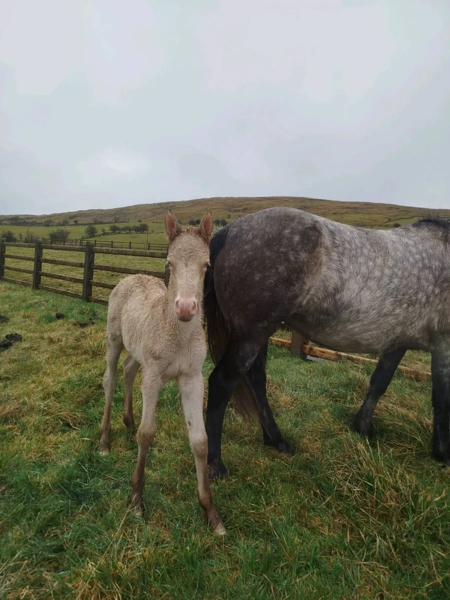 Class 1 Connemara mare, foal at foot - Image 1