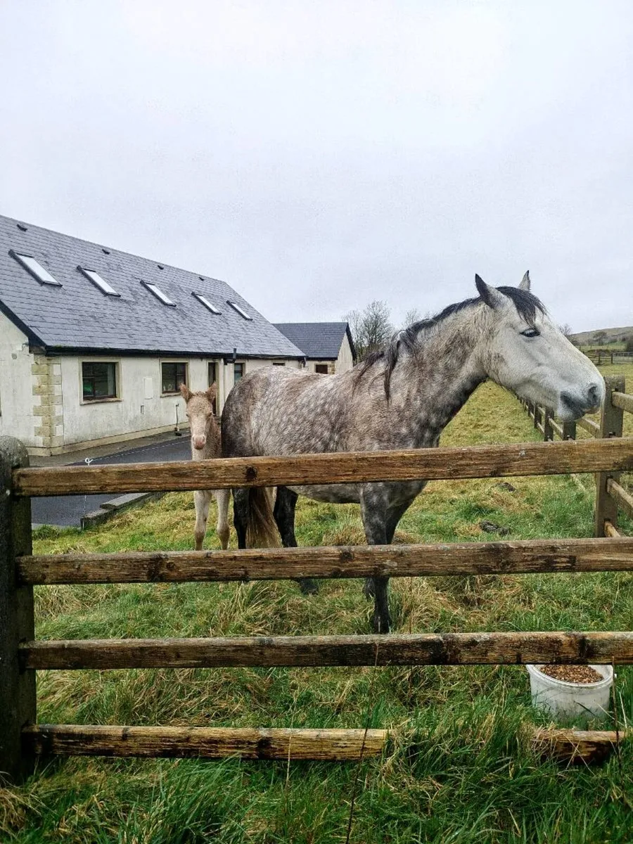 Class 1 Connemara mare, foal at foot - Image 2