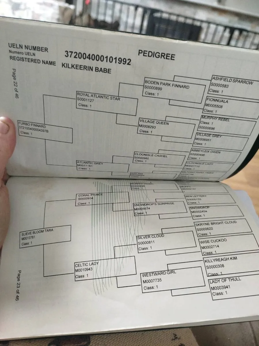 Class 1 Connemara mare, foal at foot - Image 3