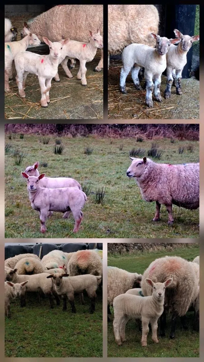 Charolais Ram - Image 2