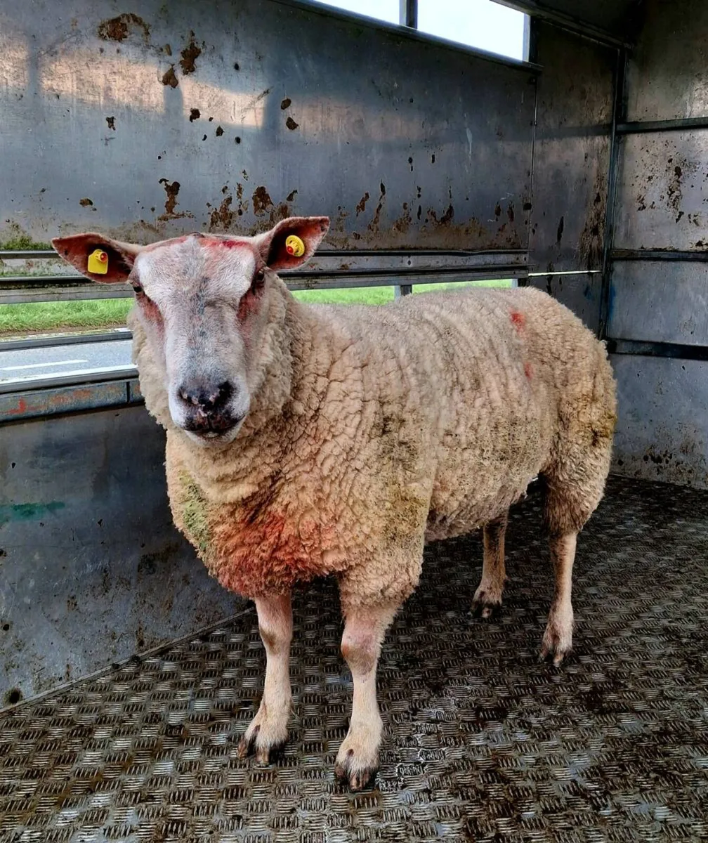 Charolais Ram - Image 1