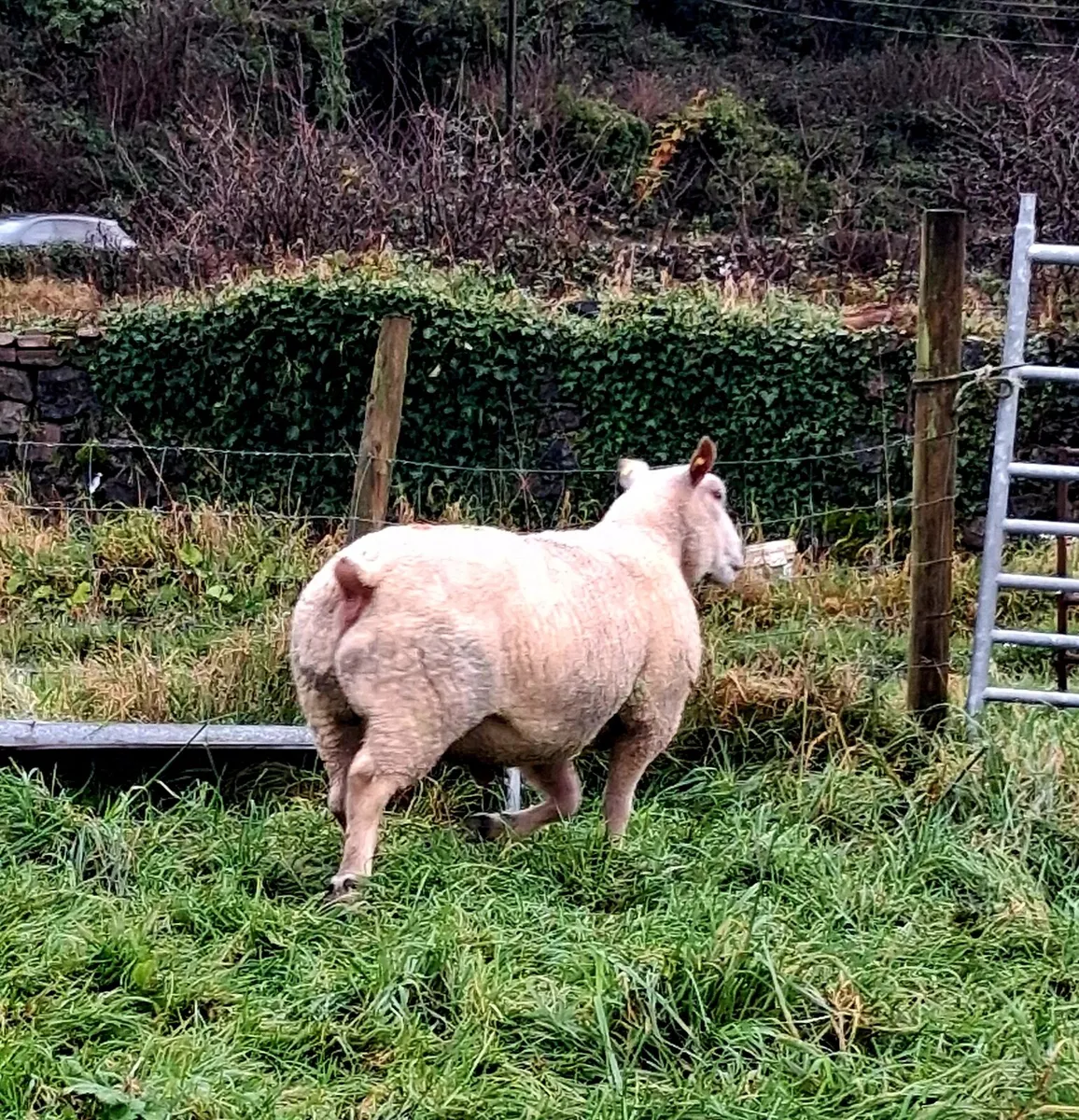 Charolais Ram - Image 3