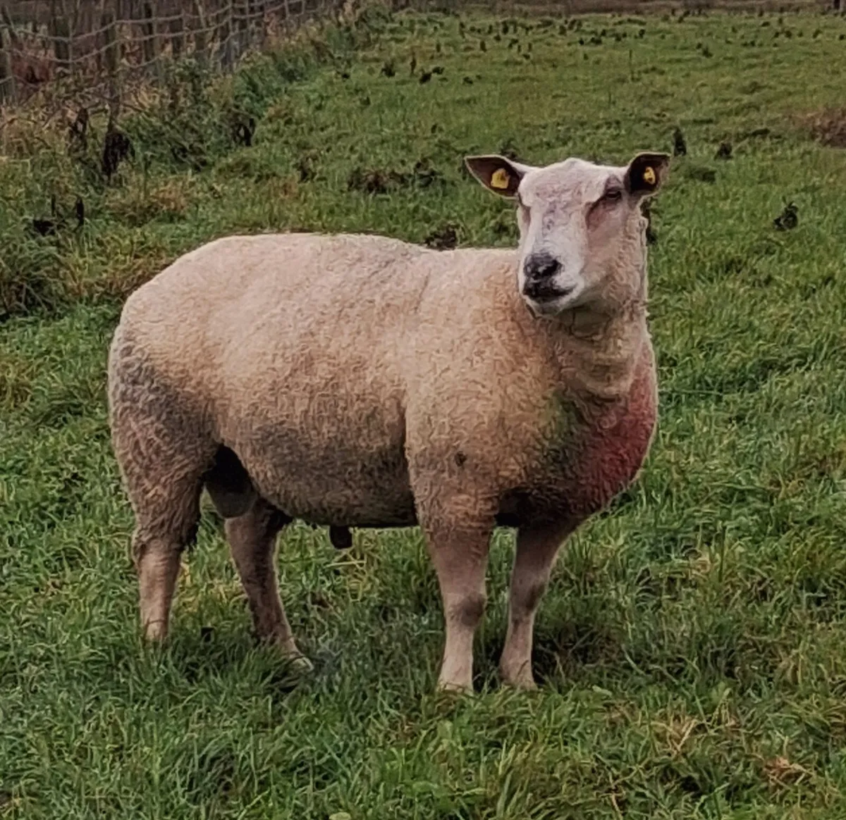 Charolais Ram - Image 4