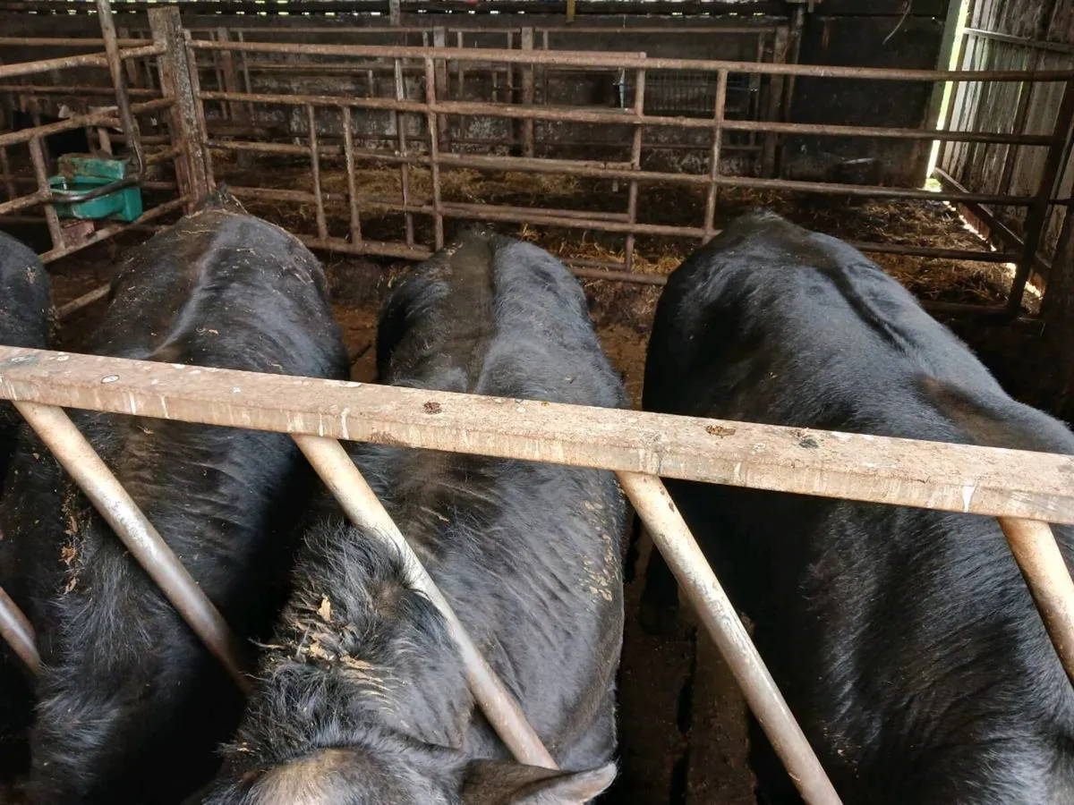 Bulls - Image 1