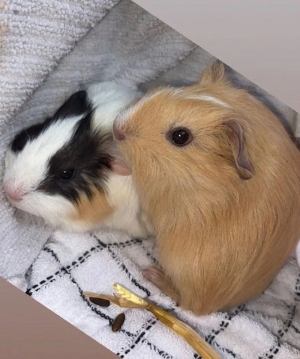 Guiney pigs
