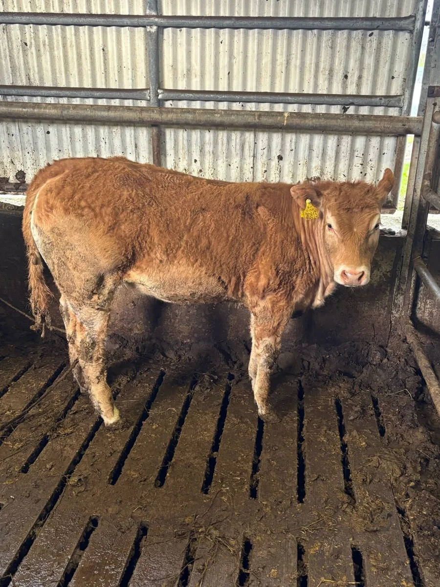 Purebred Limousin Heifer - Image 1