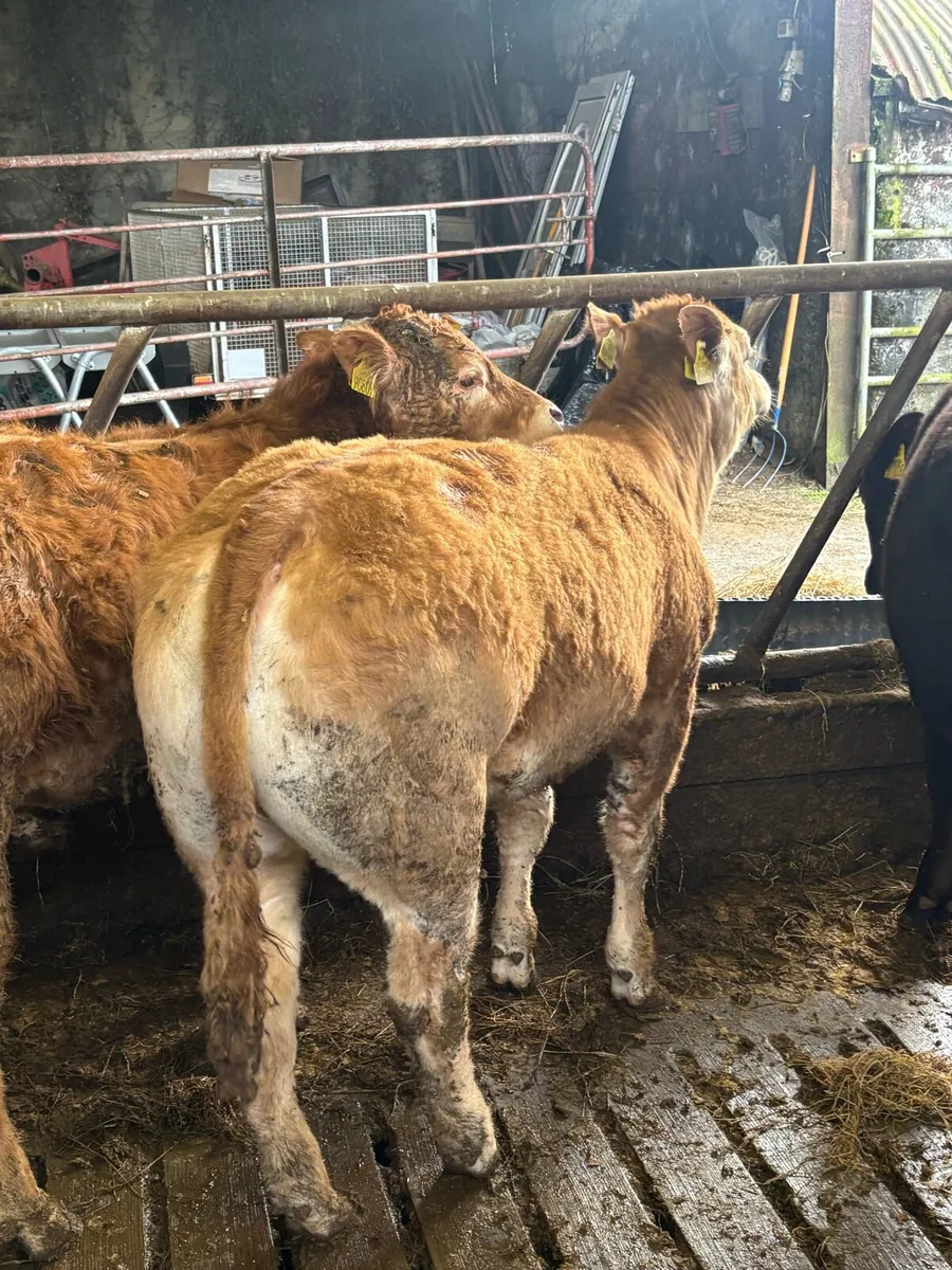 Purebred Limousin Heifer - Image 2