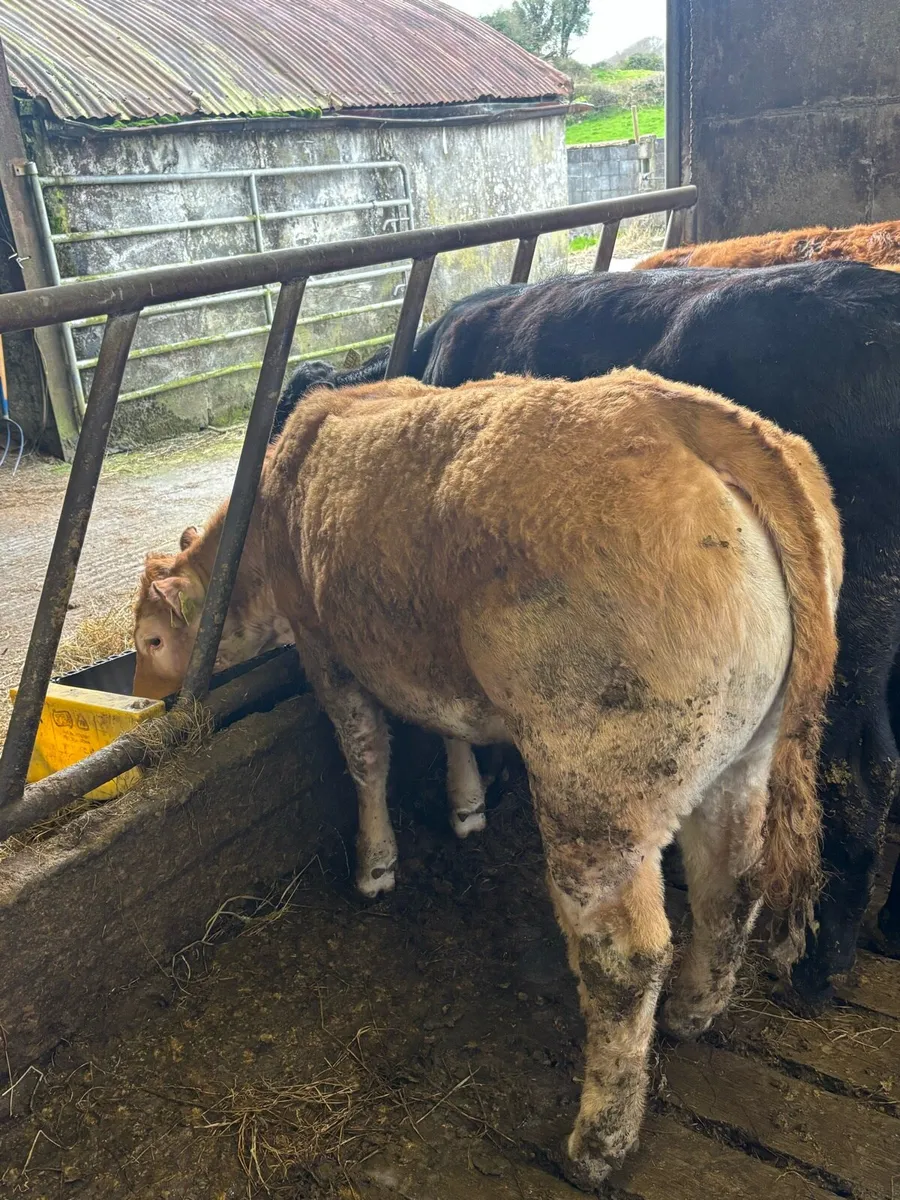 Purebred Limousin Heifer - Image 3